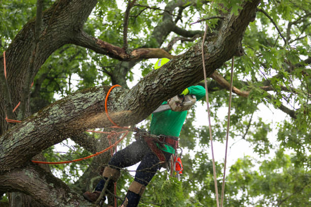 Trusted Channel Islands Beach, CA Tree Removal Services Experts