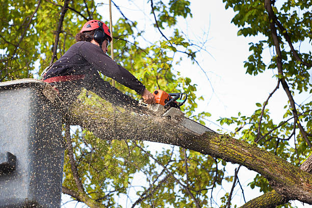 Mulching Services in Channel Islands Beach, CA