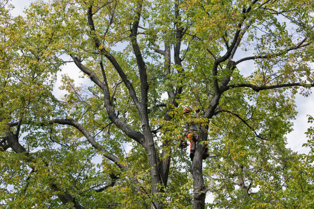 How Our Tree Care Process Works  in  Channel Islands Beach, CA